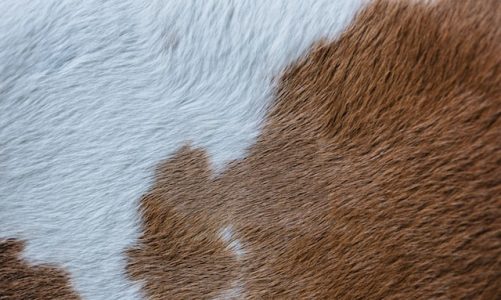 Special Hair On Cowhide Rugs & Accessories