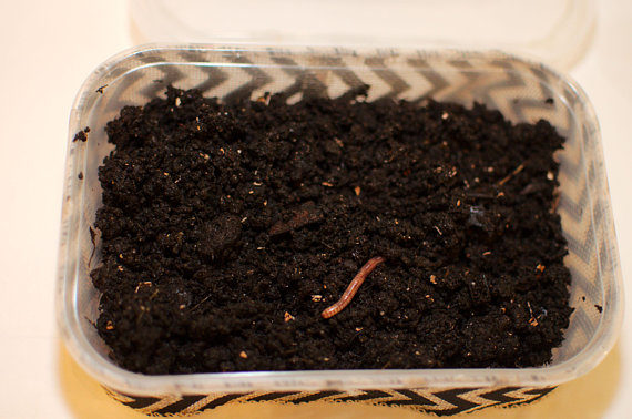 micro-compost-kit-educational-gift-with-live-european-nightcrawler-earthworms-1-2-1554972