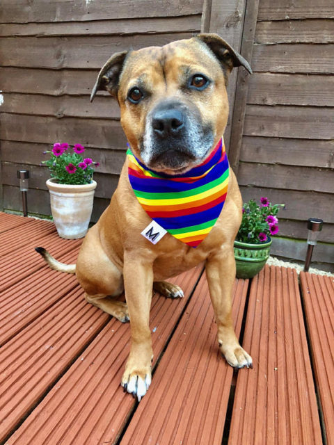 pride-2018-dog-reversible-pet-bandana-rainbow-lgbt-handmade-uk-e1529053278212-7099056