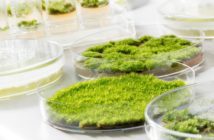 diy-fragrant-moss-terrarium-kit-decorative-moss-214x140-1945365
