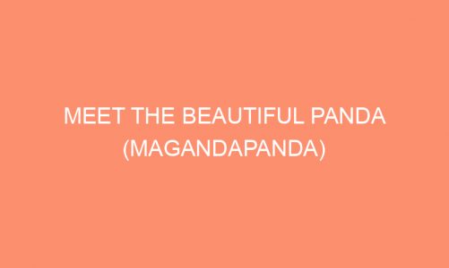 Meet The Beautiful Panda (MagandaPanda)